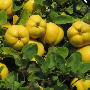 Jewish design needs more quinces. Here’s why.